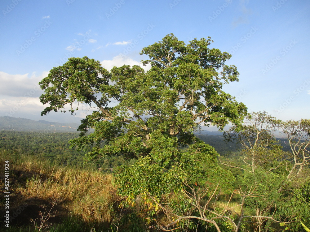 tree in savanna