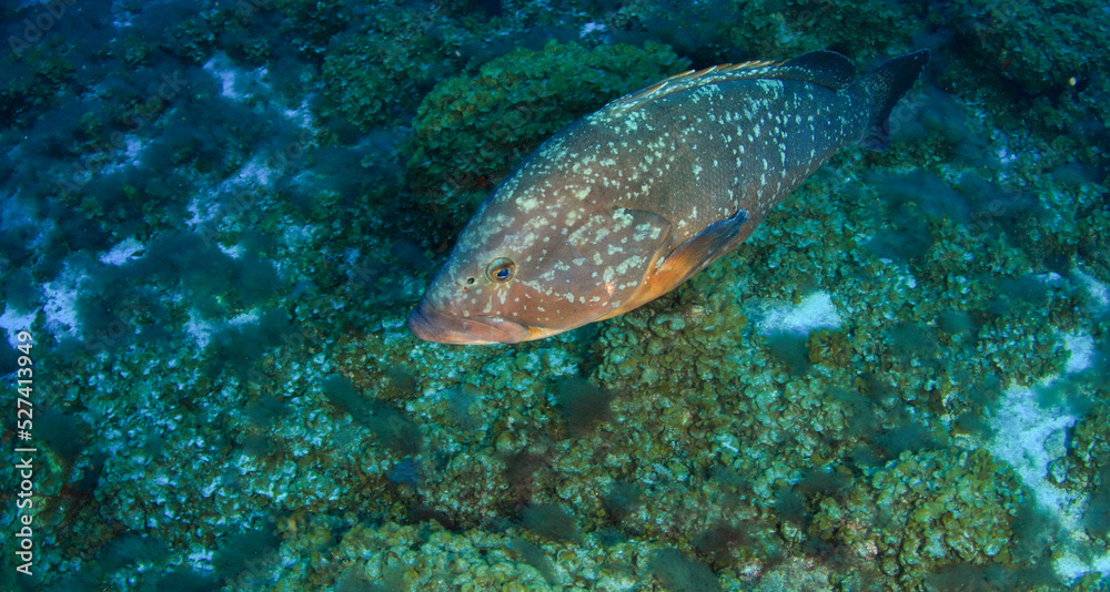 a grouper strolls slowly on the seabed surrounded by stones, seaweed and sand. a grouper strolls slowly on the seabed surrounded by stones, seaweed and sand.