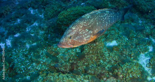 a grouper strolls slowly on the seabed surrounded by stones, seaweed and sand.