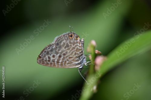 Hermosa mariposa gris estriada (Leptotes pirithous) con fondo difuminado (macro)