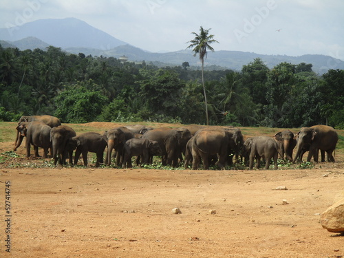 Canvas Print Herd of wild elephants