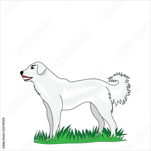 Akbash dog vector illustration on white background