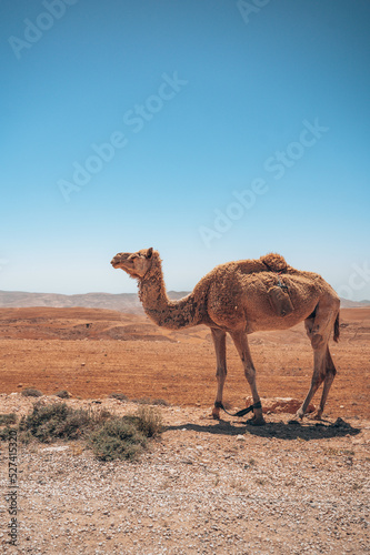 Obraz na płótnie Camels Walking On Field Against Clear Sky