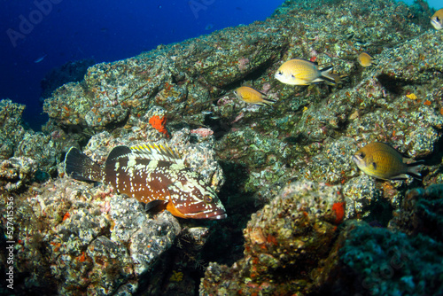 a grouper resting peacefully on the reef with the blue sea in the background