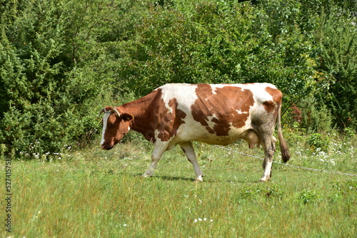 krowa  zwierzak  farma  pola  mleczko  rolnictwa  pastwisko  byd  o  