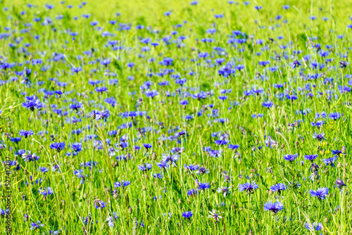 Background with green wild meadow with many blue cornflowers