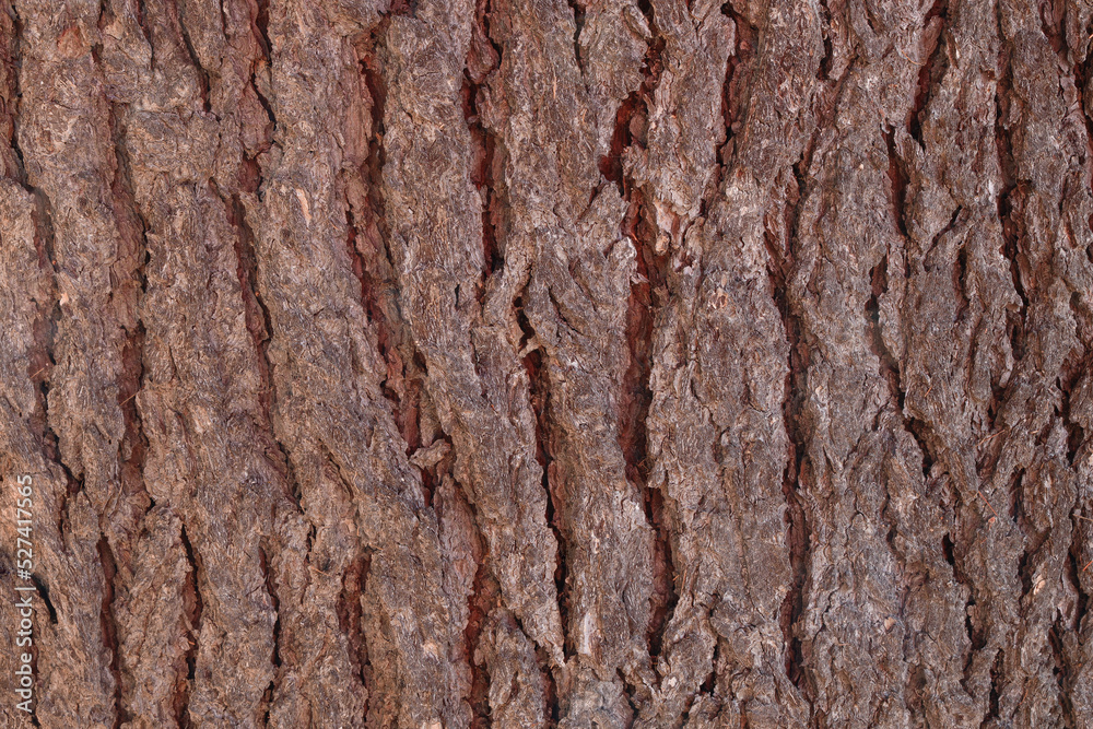 tree trunk texture photo tree trunk texture photo