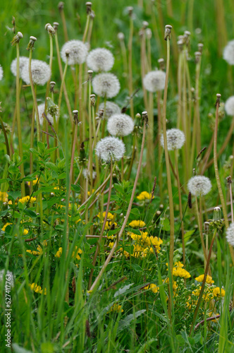 pusteblumen