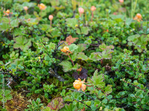 Bushes of ripe orange yellow cloudberry, Rubus chamaemorus. Macro of fresh wild northern berry growing in the natural habitat of artic forest swamp. Swedish Lapland