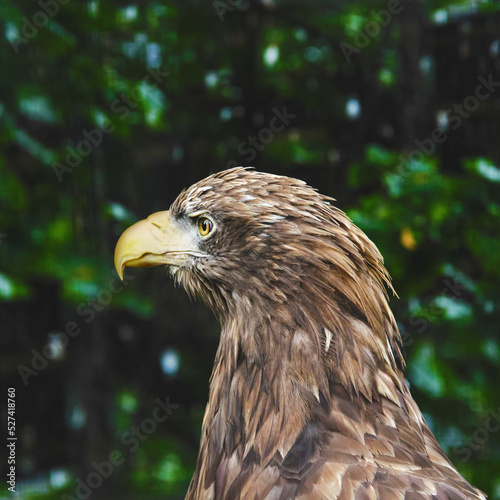 the head of a bird of prey white-tailed eagle close-up