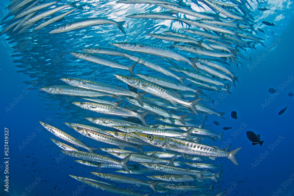 Mexican barracuda near Malpelo island. Barracuda are swimming in big