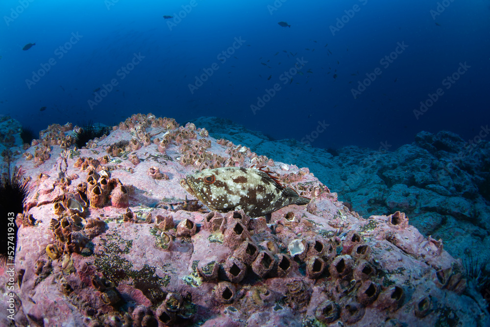 Fototapeta premium Epinephelus dolabriformis near Malpelo island. Starry grouper is lying on the bottom. Marine life. 