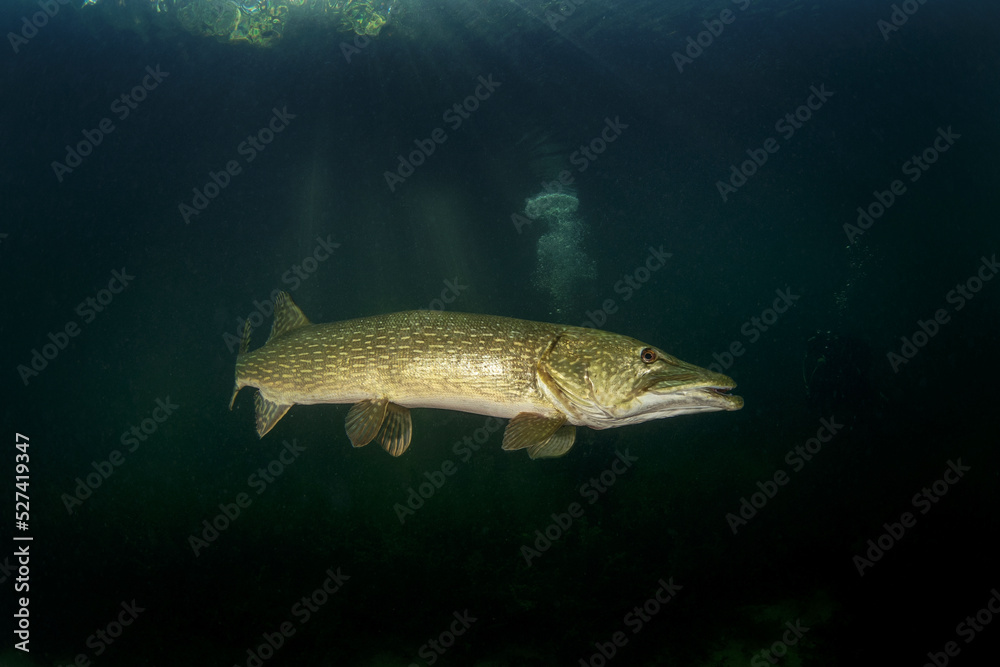Calm northern pike in Traun river. River scuba diving. Pike during dive. European nature. - obrazy, fototapety, plakaty 