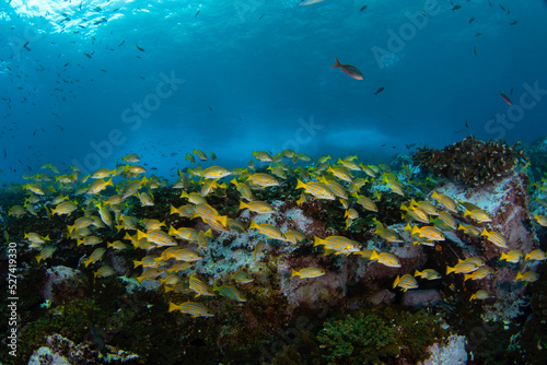 Blue and gold snapper are swimming on the coral. Nice shoal of snapper during dive. Malpelo marine reserve. 