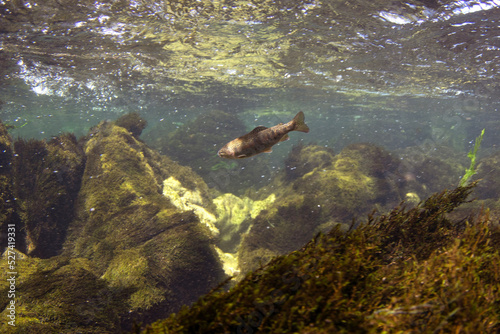 Trout during day dive. Rainbow trout is swimming near the surface . Underwater life.