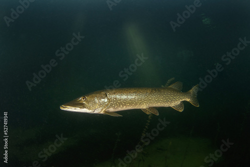 Calm northern pike in Traun river. River scuba diving. Pike during dive. European nature. photo