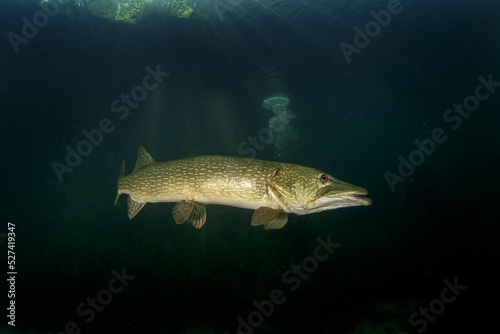 Calm northern pike in Traun river. River scuba diving. Pike during dive. European nature. © prochym