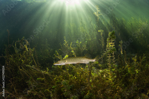 Photographie Calm northern pike in Traun river