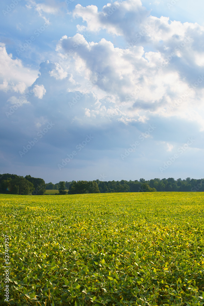 Fototapeta premium Soy bean field in the afternoon sun under a cloudy sky in Amish country, Ohio