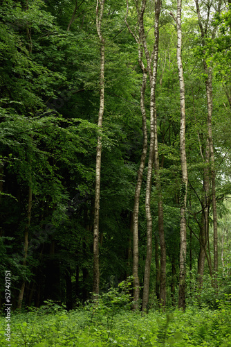 Fototapeta Naklejka Na Ścianę i Meble -  Birch trunks in a dense deciduous forest in summer.
