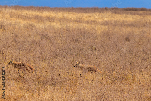 Two jackals walking in dry savannah in Ngorongoro crater national park, Tanzania