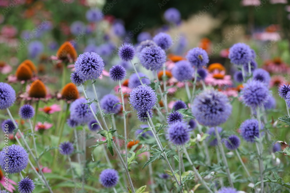 Fototapeta premium Globe thistle 'Veitch's Blue' in flower.