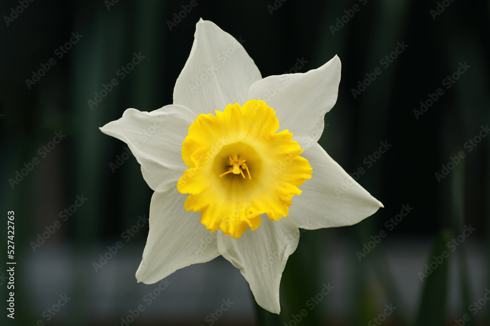 Fototapeta premium Narcissus white and yellow