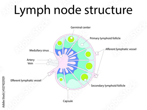 Lymph node structure schematic anatomic illustration - showing nodes, capsule, sinus, artery, vein, lymphatic vessels and germination center.