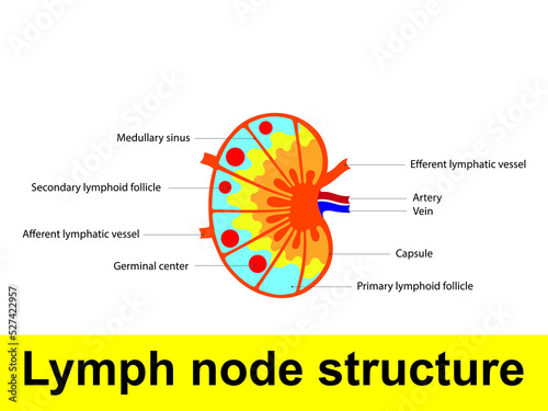 Lymph node structure schematic anatomic illustration - showing nodes, capsule, sinus, artery, vein, lymphatic vessels and germination center.