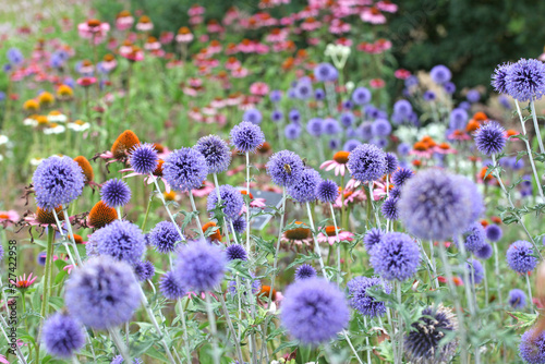 Globe thistle 'Veitch's Blue' in flower. photo