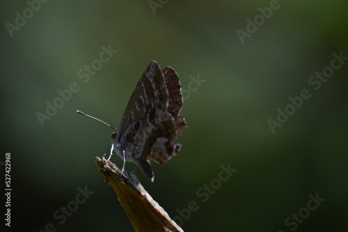 Mariposa taladro del geranio (cacyreus marshalli)