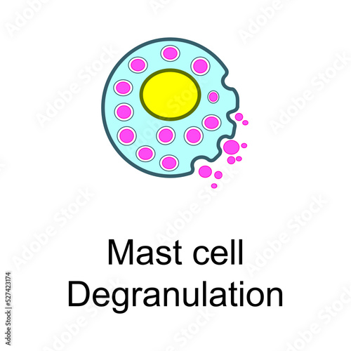 Mast cell - degranulation phase cellular schematic structure vector illustration, eps10 icon