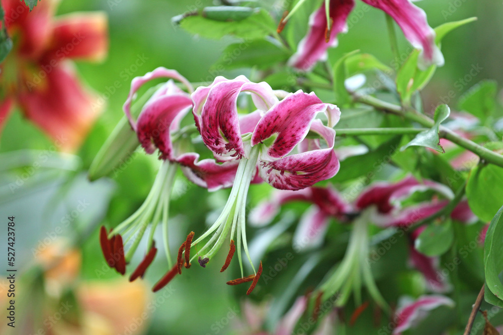 Lilium 'Black Beauty' in flower. Lilium 'Black Beauty' in flower.