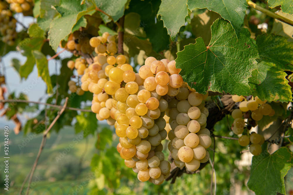 custom made wallpaper toronto digitalwhite grapes: bunches of white grapes on the vine ready to be harvested in the right season for harvesting and producing wine. food, drink, fruits,
