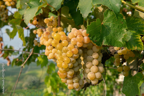 white grapes: bunches of white grapes on the vine ready to be harvested in the right season for harvesting and producing wine. food, drink, fruits,
