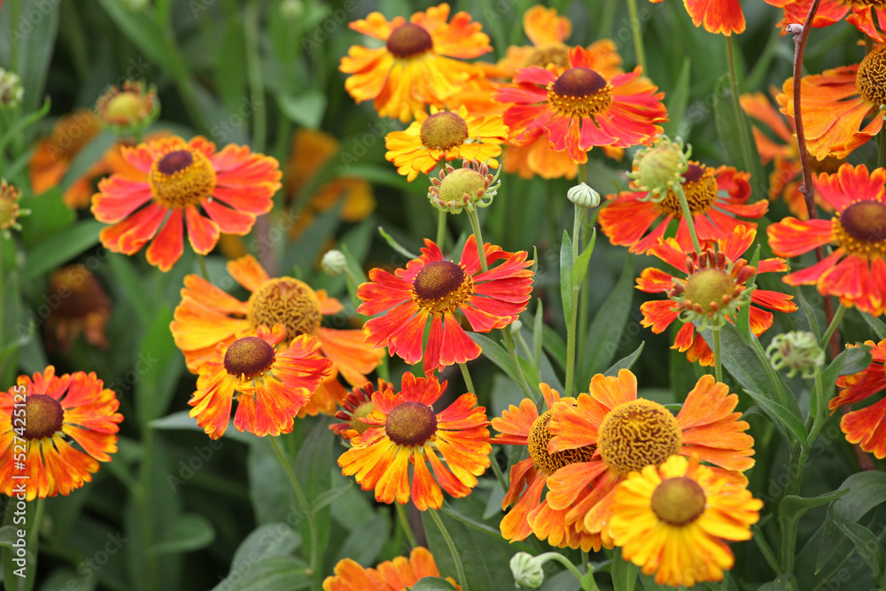 Helenium 'Waltraut' in flower. Helenium 'Waltraut' in flower.