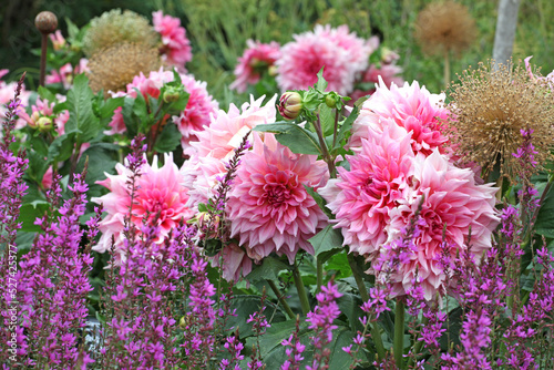 Photos Dahlia 'Otto's Thrill' in flower.