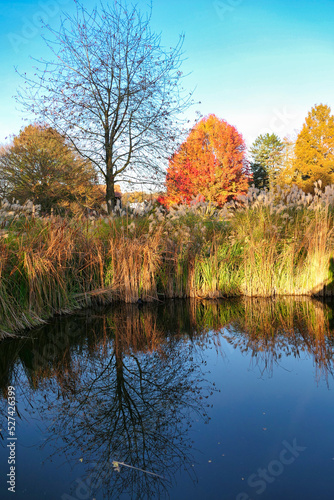 autumn trees reflected in water