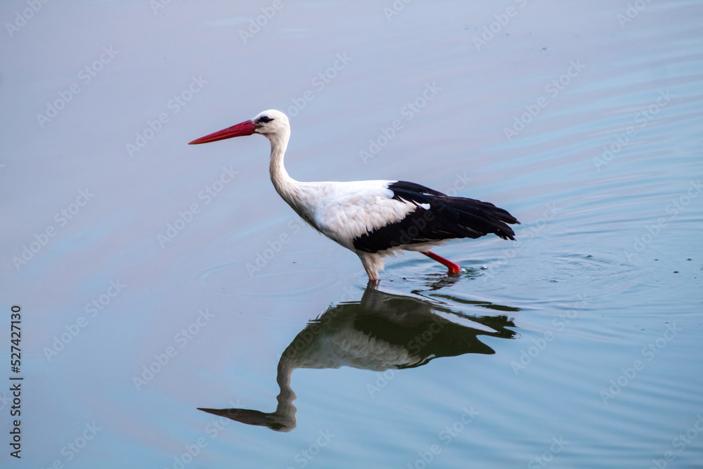 Obraz premium Storks are long-legged, long-necked, migratory birds.