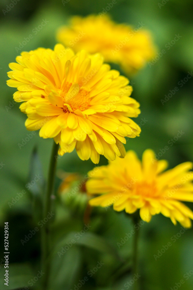 yellow flower yellow flower