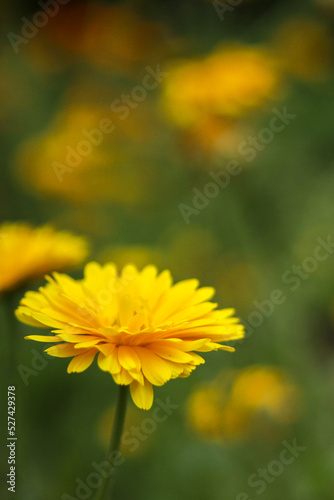 yellow flower in the garden