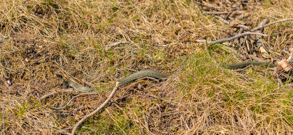 Grass snake Natrix Natrix in tall grass.