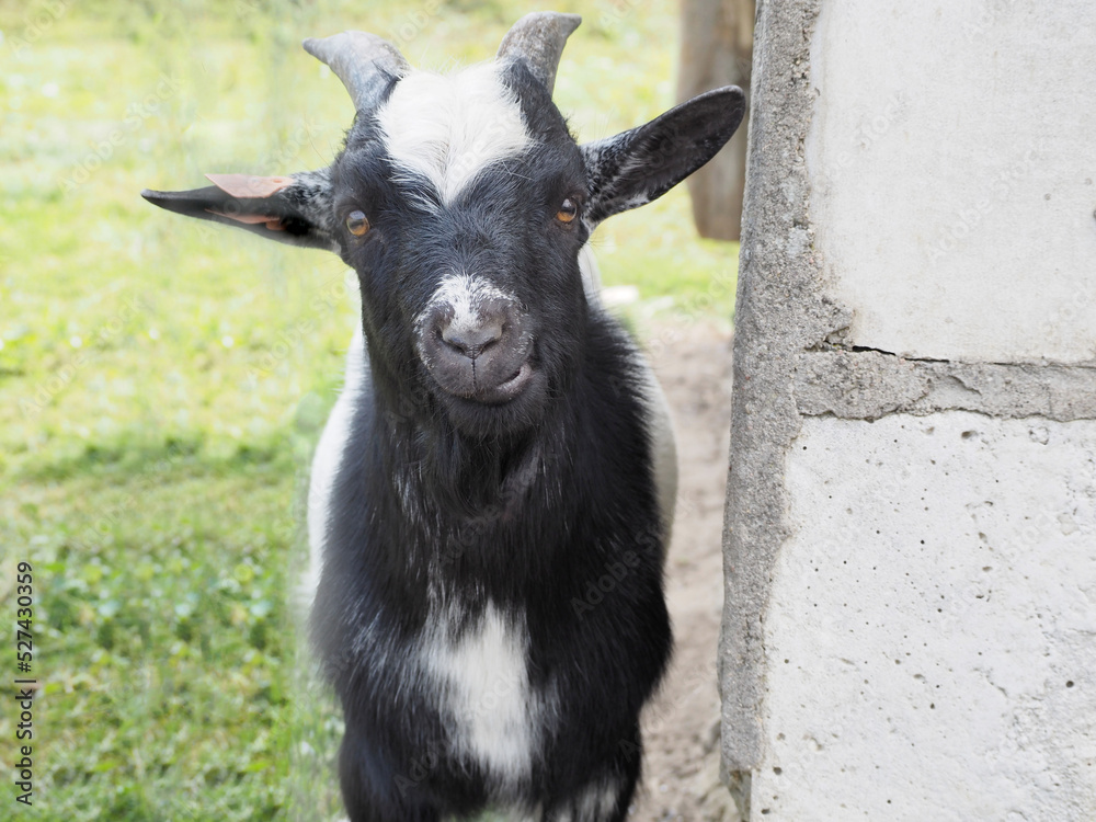 a close black and white goat stands near a brick wall.  nature.  farm