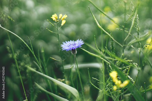 Beautiful cornflower in summer field. Blue wildflower in green grass, selective focus. Summer in countryside, floral wallpaper. Bachelor's button, Centaurea cyanus flower.