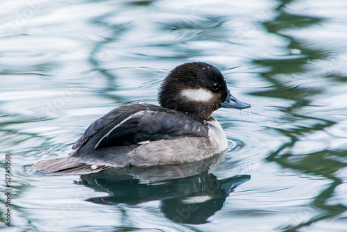 duck in the water