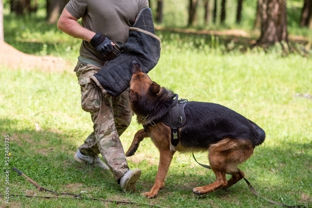 German Shepherd attacking dog handler during aggression training. German Shepherd attacking dog handler during aggression training.