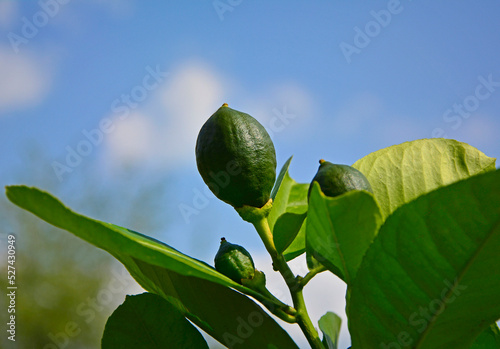 zielona cytryna na tle niebiekiego nieba, niedojrzała cytryna (Citrus limon)