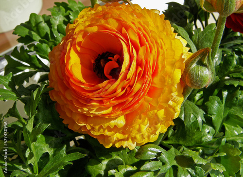 Jaskier azjatycki pomarańczowy, Ranunculus asiaticus	, orange Persian buttercups, orange buttercup flowers, ranunculus blooming photo