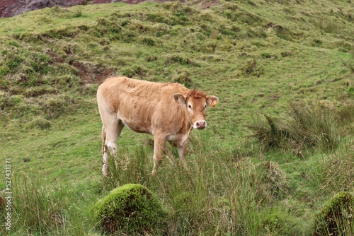 Cow and Azores Lands