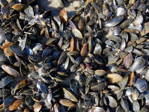 A mussel bank with a colony of mussels